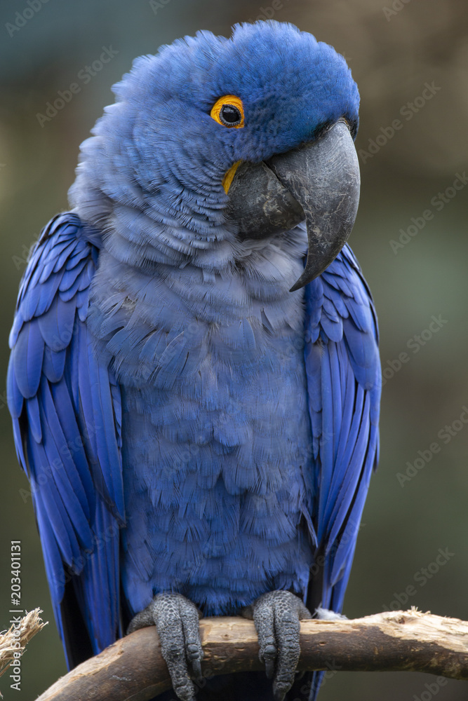 Fototapeta premium Lears Macaw (Anodorhynchus leari)