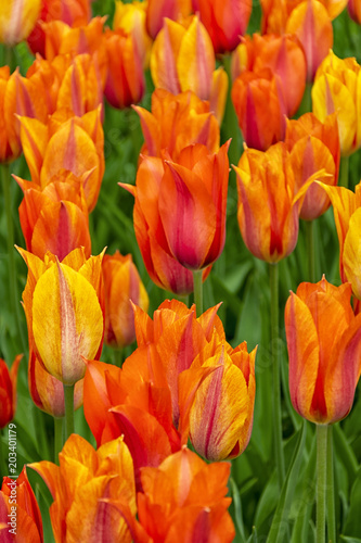 Orange tulips