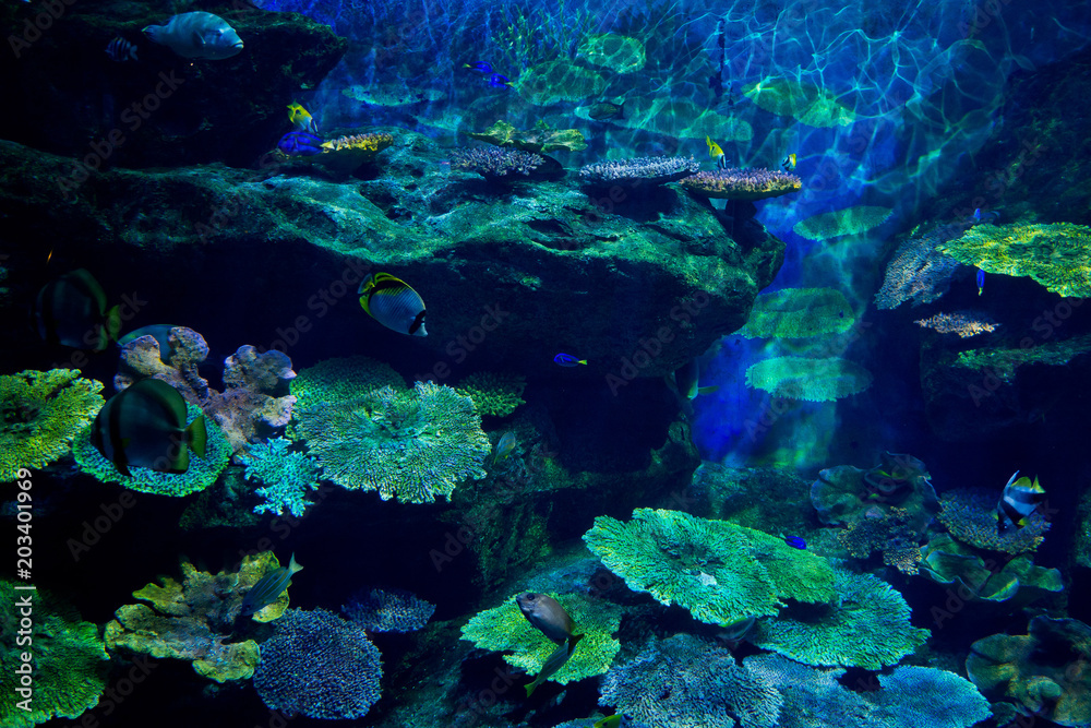 Fototapeta premium fish at aquarium, under water, animals