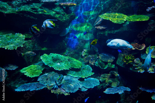 fish at aquarium  under water  animals