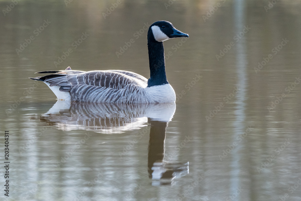 schwimmende Wildgans spiegelt sich im Wasser schwimmende Wildgans spiegelt sich im Wasser