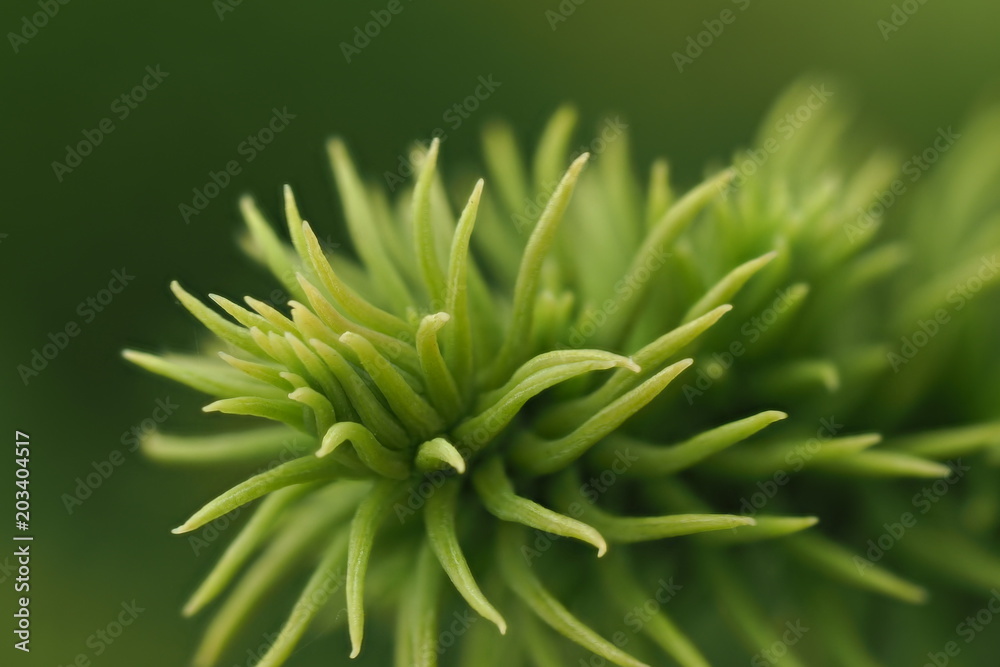 Green plant Green plant