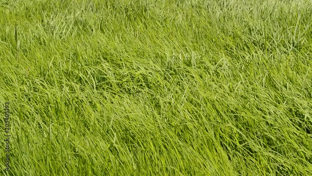 green grass field background in crane shot video. green grass field background in crane shot video.