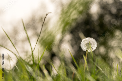 Fototapeta Naklejka Na Ścianę i Meble -  Löwenzahn Pusteblume zwischen Grashalmen