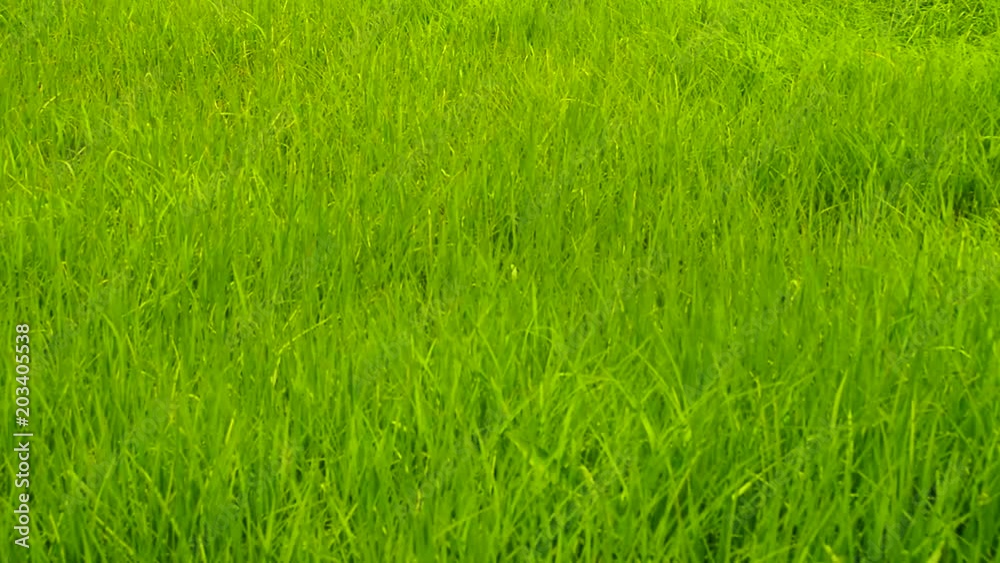 green grass field background in crane shot video. green grass field background in crane shot video.