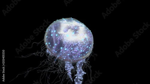 jellyfish floats through the sea depths