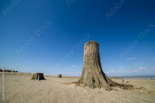 Old stumps on the sand. Remains of the cut down forest. 