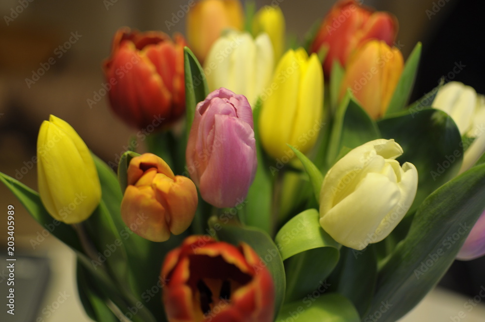 tulipan tulipan