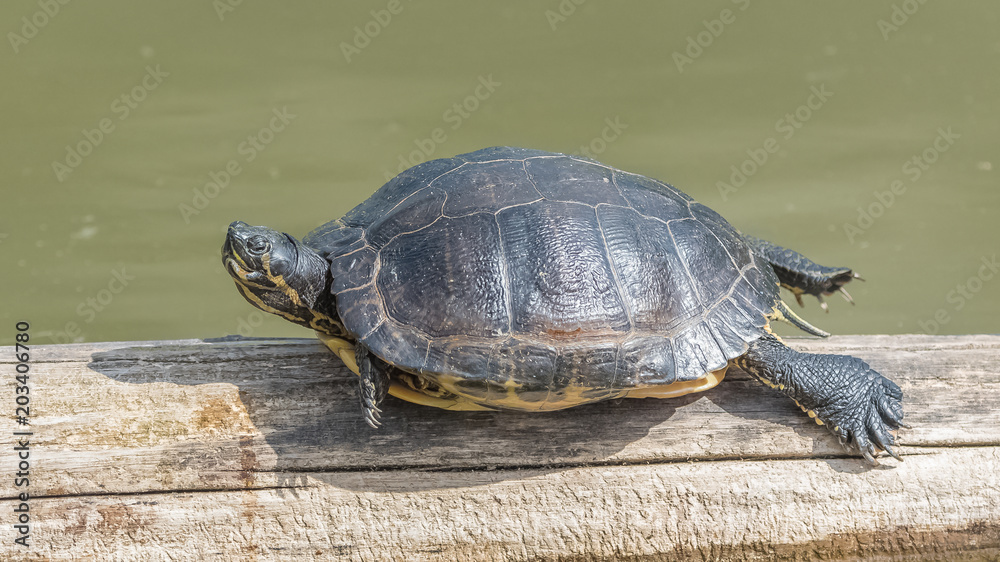 red eared slider turtle, tortoise on a floated wood in the pond
red eared slider turtle, tortoise on a floated wood in the pond