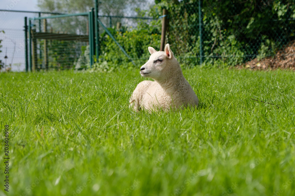Obraz premium Lamb