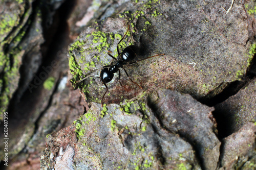 Black ant on tree bark.