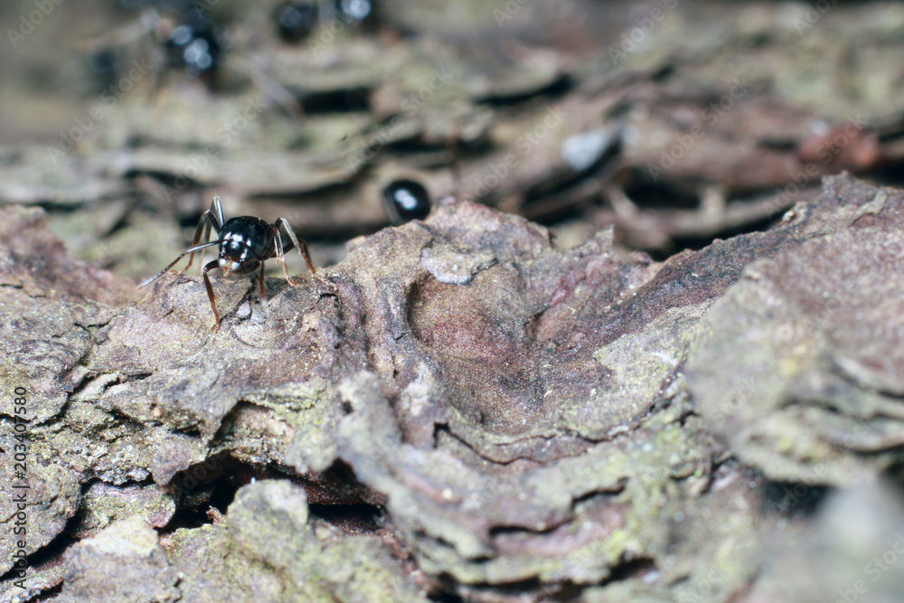 Fototapeta premium Black ant on tree bark.