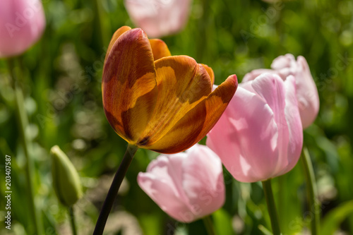 Tulips grown in a garden