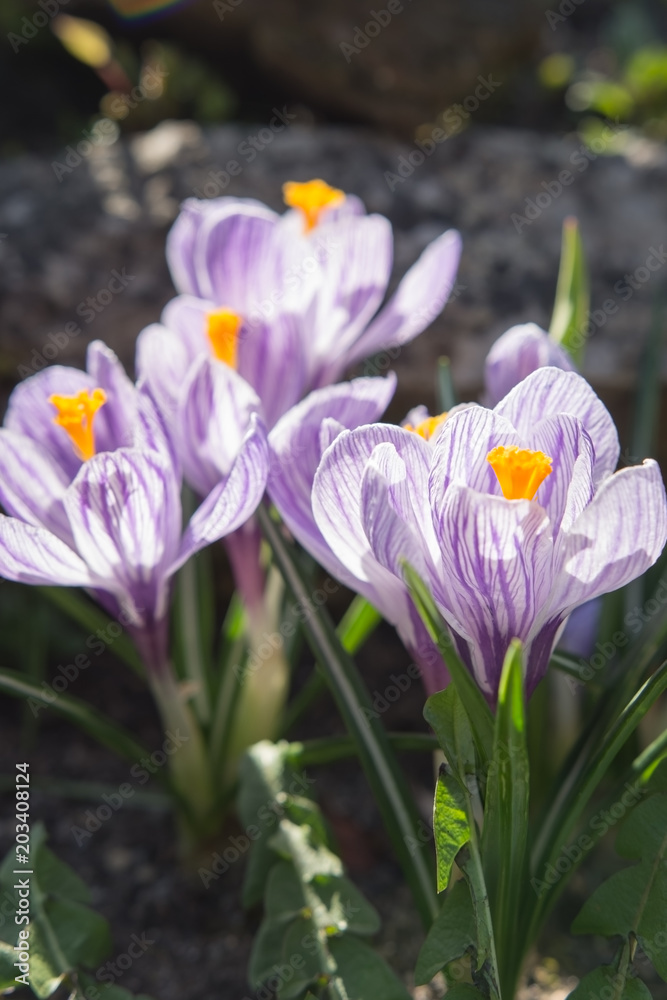 Spring crocuses blooming in the garden in front of the house Spring crocuses blooming in the garden in front of the house