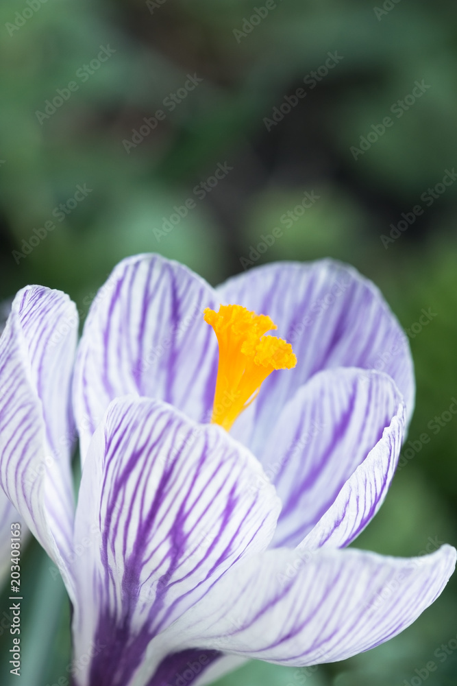Spring crocus photographed close Spring crocus photographed close