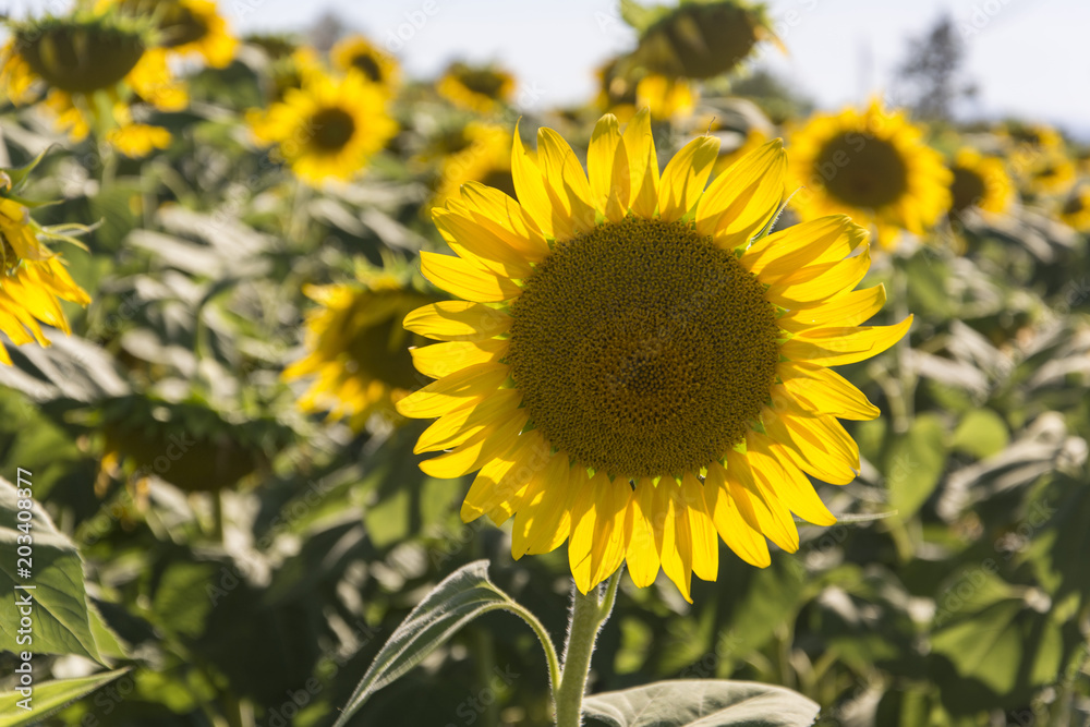 Fototapeta premium Girasoli