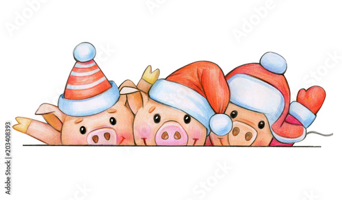 Fun pig cartoons in Christmas hats, hiding by bank, isolated on white.Christmas card.