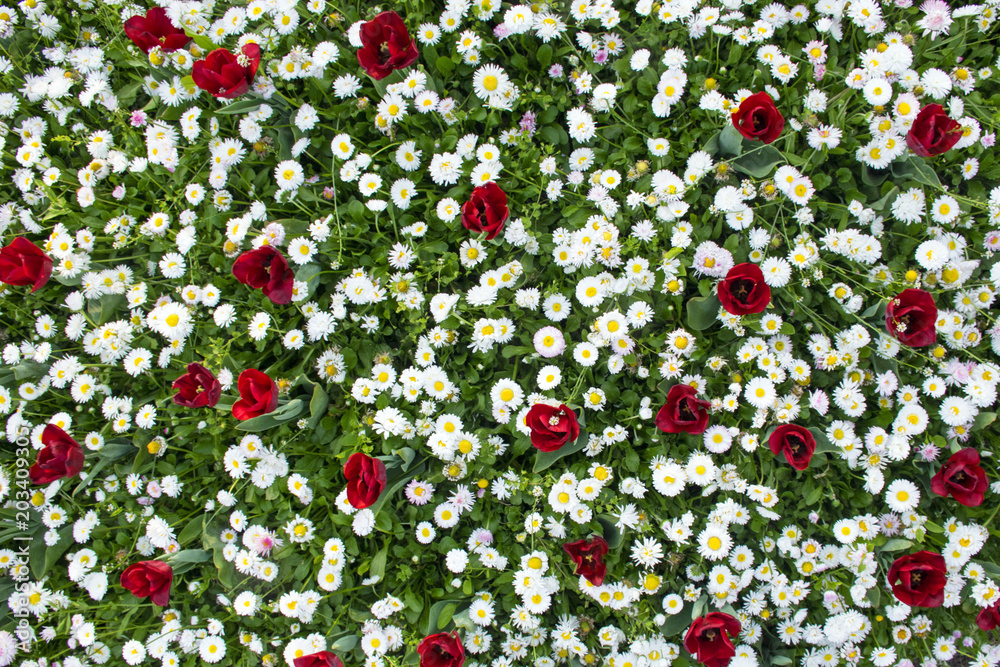 Tulips flowers background Tulips flowers background