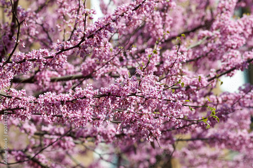 Closeup with flowering pink plum trees in the park.