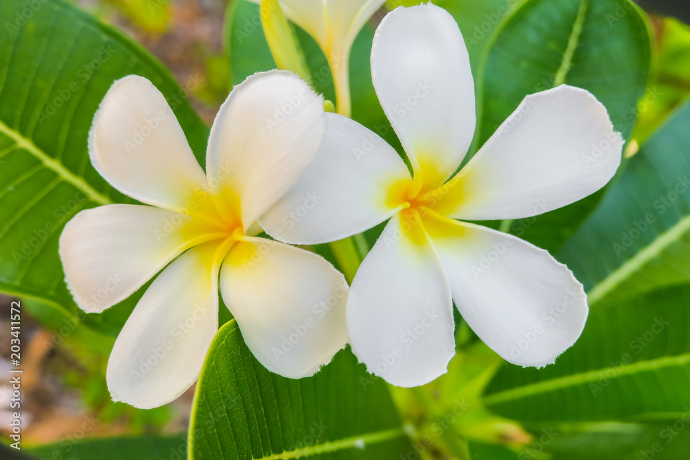 White tropical flower Frangipani White tropical flower Frangipani