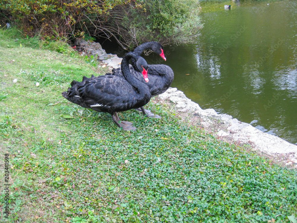 Fototapeta premium Two black swans on the shore of the pond. For screen savers, screens. Autumn