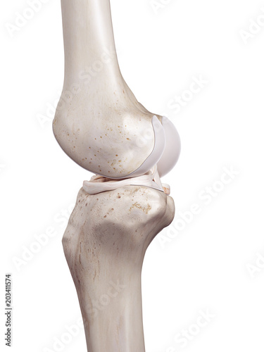 Canvas Print 3d rendered, medically accurate illustration of the human knee