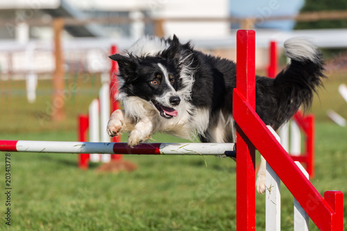 Agility show held at Bath racecourse on 7th and 8th October 2017. Saturday competition held in wet, overcast and some sunny conditions - Sunday held with cloudy and sunny conditions.