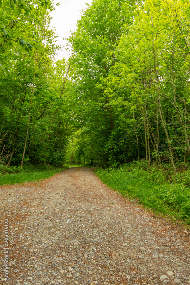 Obraz premium Weg im Wald im Hochformat