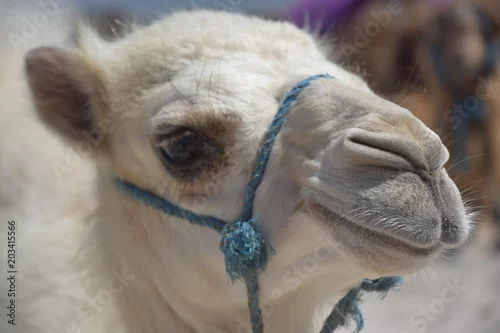 Fototapeta samoprzylepna Biały wielbłąd