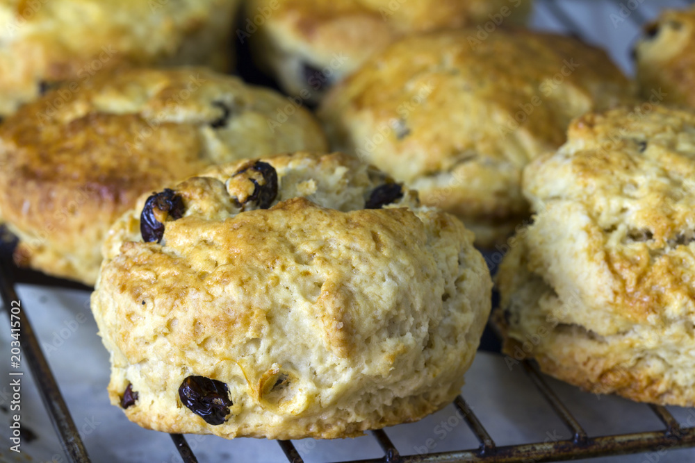 Golden brown freshly baked home-made raisin scones from the oven sitting on a wire rack to be cooled down in the kitchen before serving. 