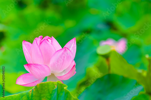 Lotus Flower.Background is the lotus leaf and lotus flower.Shooting location is Yokohama  Kanagawa Prefecture Japan.