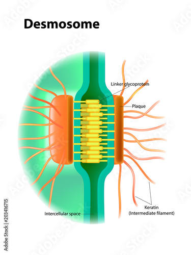 Desmosome structure. Cell junctions photo