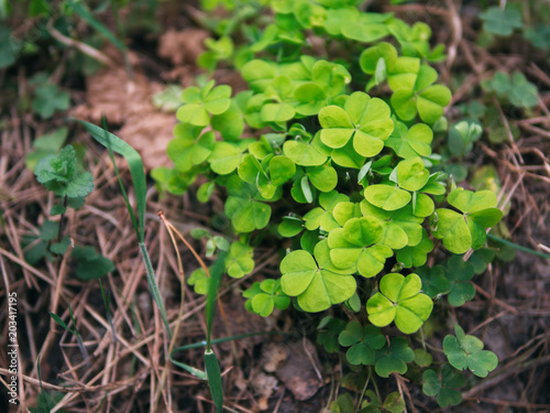 Clover happiness in the forest in spring. Young clover .