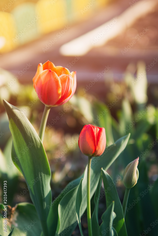 Naklejka premium Nice tulips. Spring colorful flowers. Nature background
