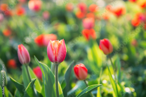 Nice tulips. Spring colorful flowers. Nature background