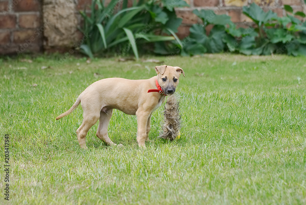 Cute greyhound puppy playing in the garden in summer Cute greyhound puppy playing in the garden in summer