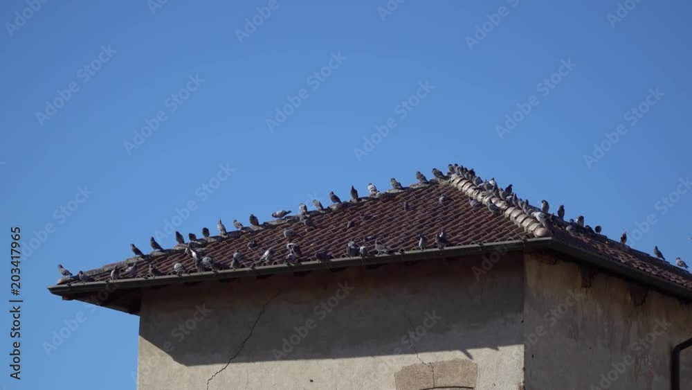 Dove bird on sit on a tiled roof, sometimes fly