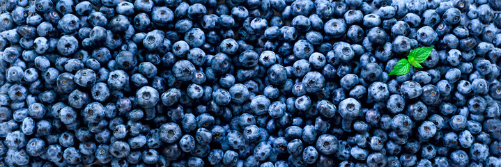Fresh blueberries background with copy space for your text. Border design. Vegan and vegetarian concept. Macro texture of blueberry berries. Summer healthy food. Banner