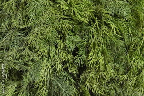 Fresh and bright dill, close-up. Texture of fresh dill
