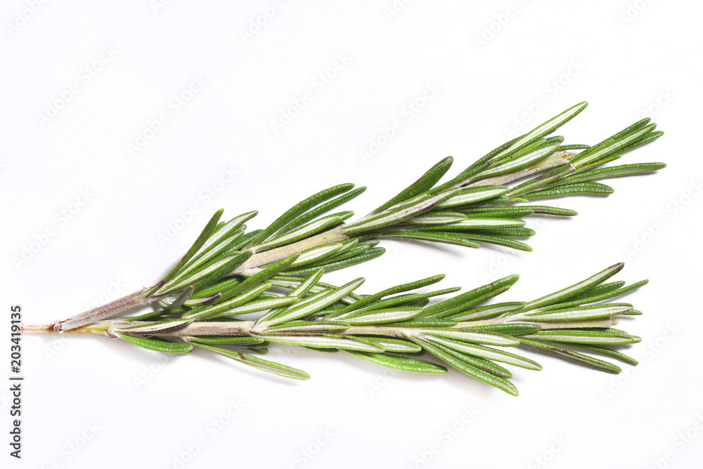 Fototapeta premium Branch of fragrant and fresh rosemary on white background, close-up