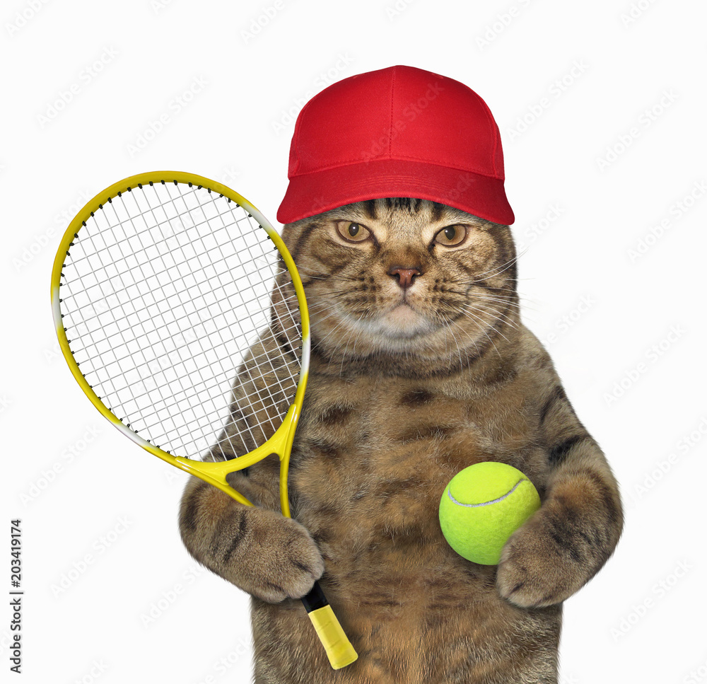The cat in a red cap is holding a tennis racket and a ball. White ...