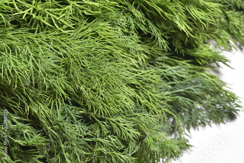 Fresh and bright dill, close-up. Texture of fresh dill