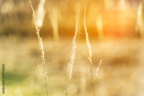  golden grasses on the meadow in the sunlight