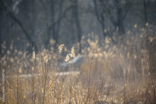 dry grass in contour sunlight