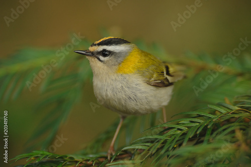 Firecrest´s crown   (Regulus ignicapillus) sitting on the branches. Singing male, Firecrest photo