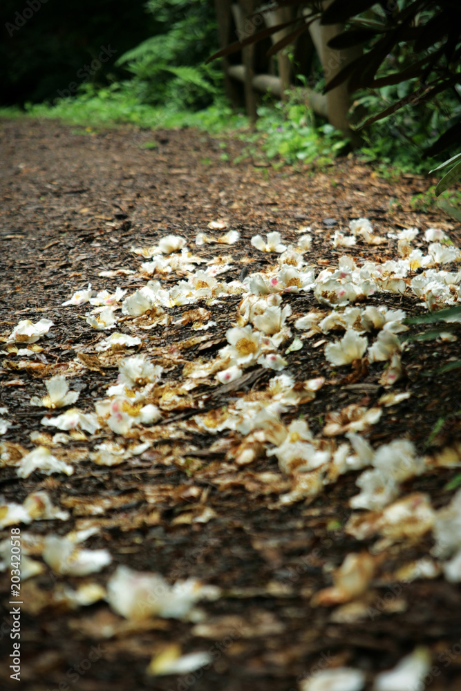 Flower petals on the ground in a forest