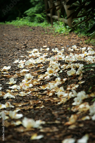Flower petals on the ground in a forest