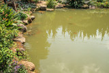 koi fish in garden pond decorative landscape design