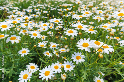 Beautiful white camomiles daisy flowers field on green meadow