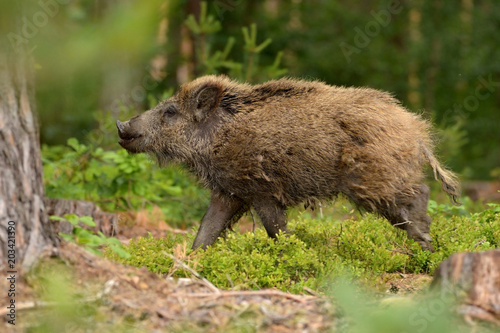 The wild boar (Sus scrofa), also known as the wild swine or Eurasian wild pig, is a suid native to much of Eurasia, North Africa, and the Greater Sunda Islands. Male. Roar